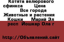 Котята велюрового сфинкса. .. › Цена ­ 15 000 - Все города Животные и растения » Кошки   . Марий Эл респ.,Йошкар-Ола г.